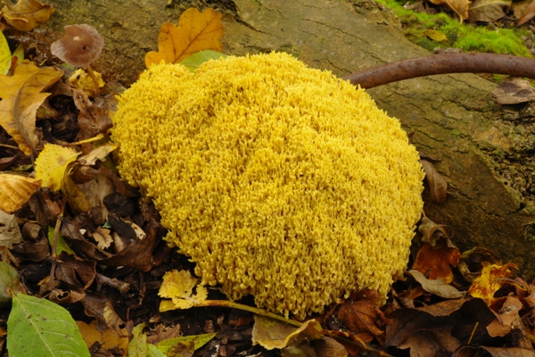 Fuligo septica growing in Capel